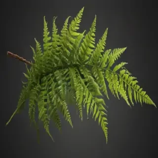 transparent fern png