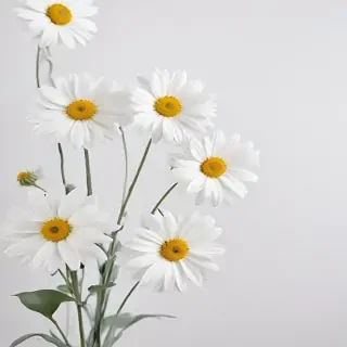 flower white background
