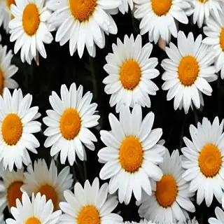 daisy background wallpaper