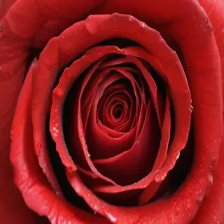 image of a red rose