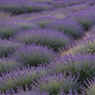 aesthetic lavender wallpaper