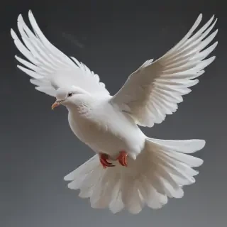 dove png