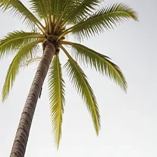 palm tree transparent background