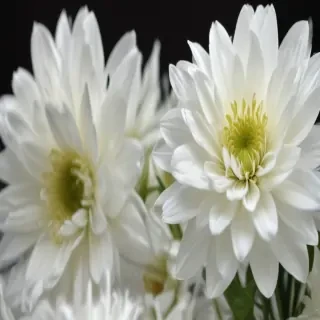 white flower wallpaper