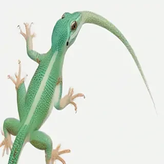 lizard transparent