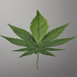 weed leaf png