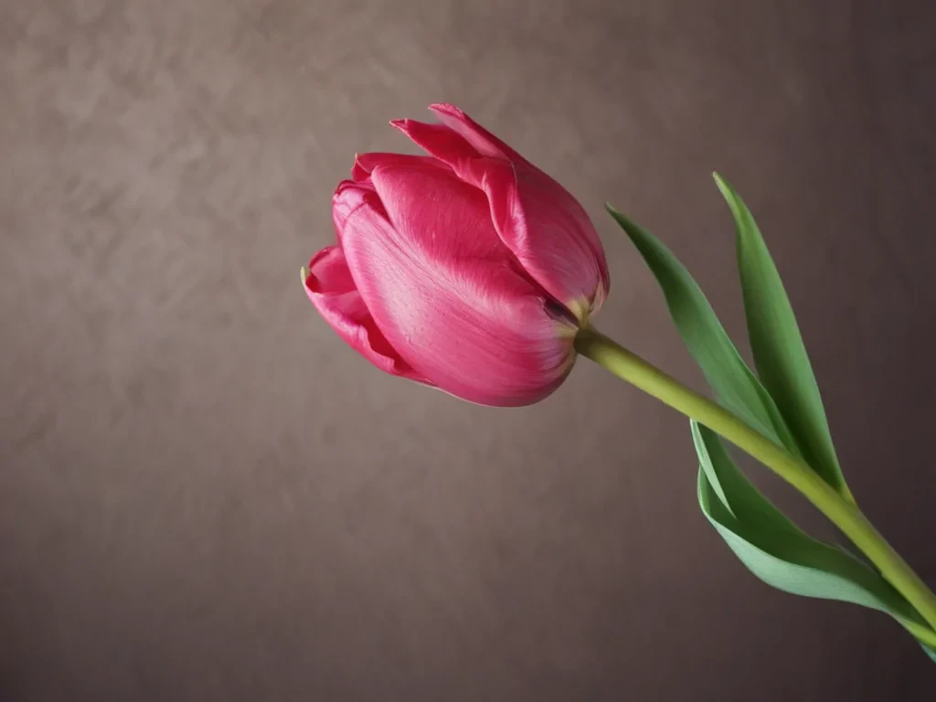 tulip iphone wallpaper