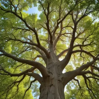 trees background