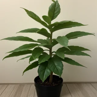 tobacco plant