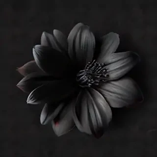black flower png