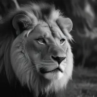 lion black and white