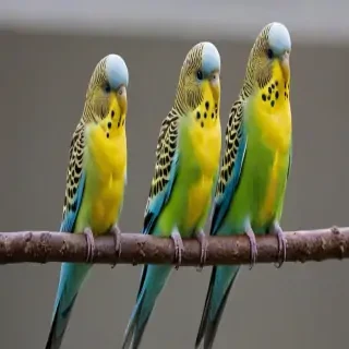 budgies