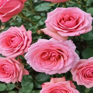 roses in background