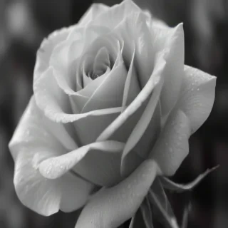 rose pictures in black and white
