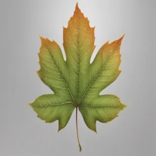 leaf transparent background