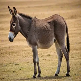 donkey png
