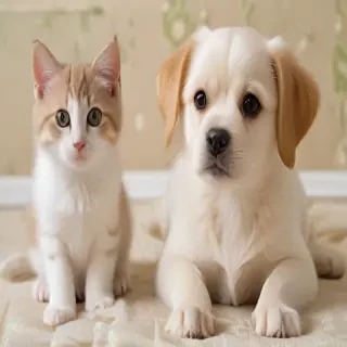 cat dog