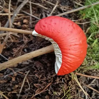 red mushroom
