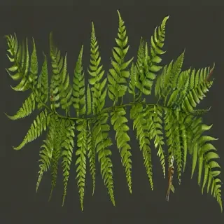 transparent fern png