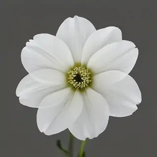 white flower transparent background