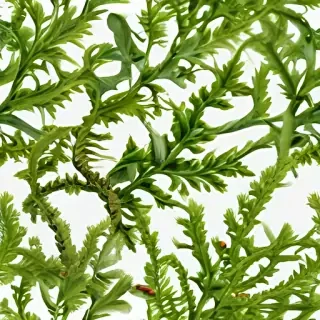seaweed png