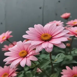 flower aesthetic