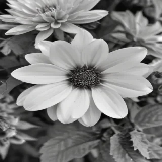 flower images black and white