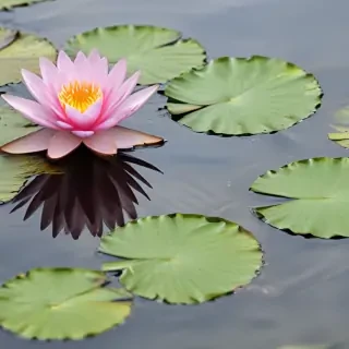 water lily png