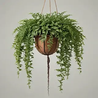 hanging plants png