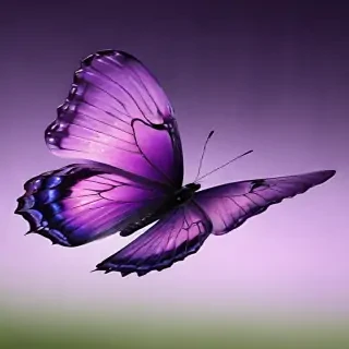 purple butterfly images