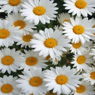 daisy wallpaper iphone