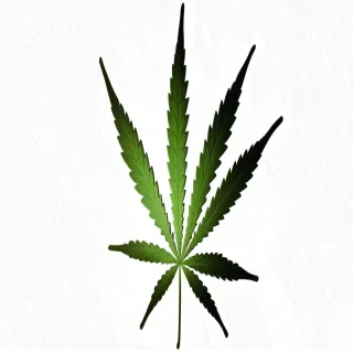 cannabis leaf png