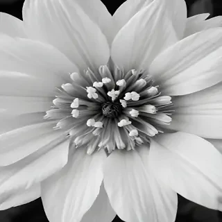 black and white flower