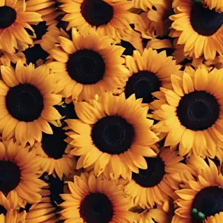 sunflower wallpapers