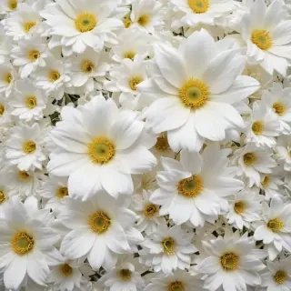 flower background white