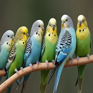 budgies
