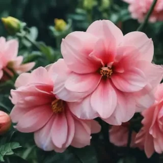flower aesthetic wallpapers