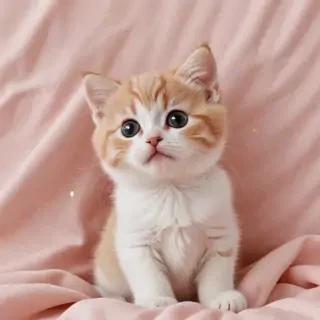 cute cat wallpaper aesthetic