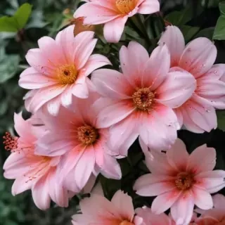 flower aesthetic wallpapers