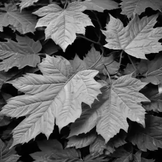 leaves black and white