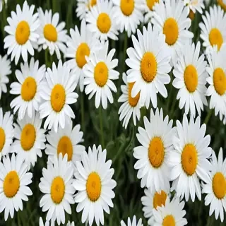 daisy flower wallpaper