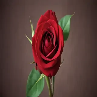 image of a red rose