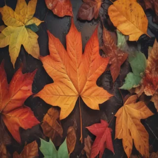 autumn leaves iphone wallpaper
