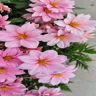 pretty flowers