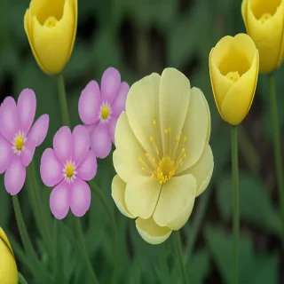 buttercup flower