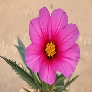 desert flower