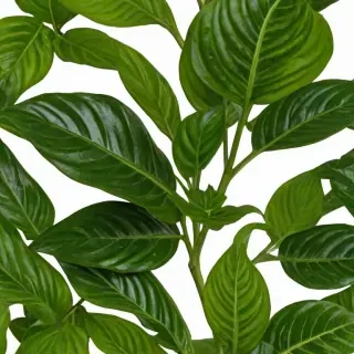 plant no background