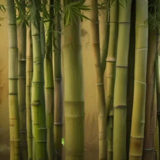 bamboo background