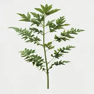 plant transparent background