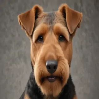 airedale terrier